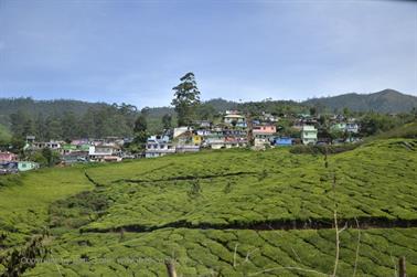 Munnar, Tea Plantations_DSC5846_H600